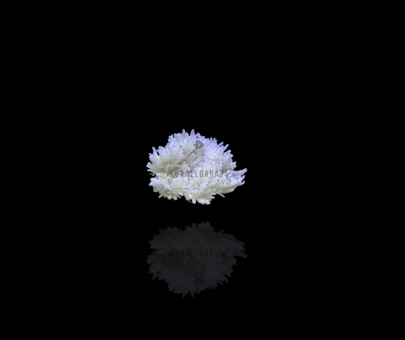 Heteractis Crispa (blue tip)